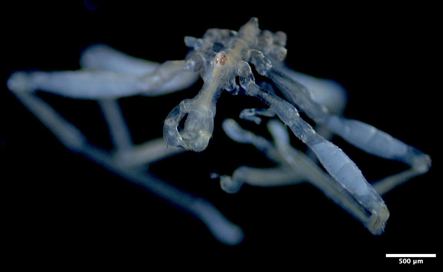 Two Bizarre Sea Spiders Just Revealed Their Creepy Secrets
